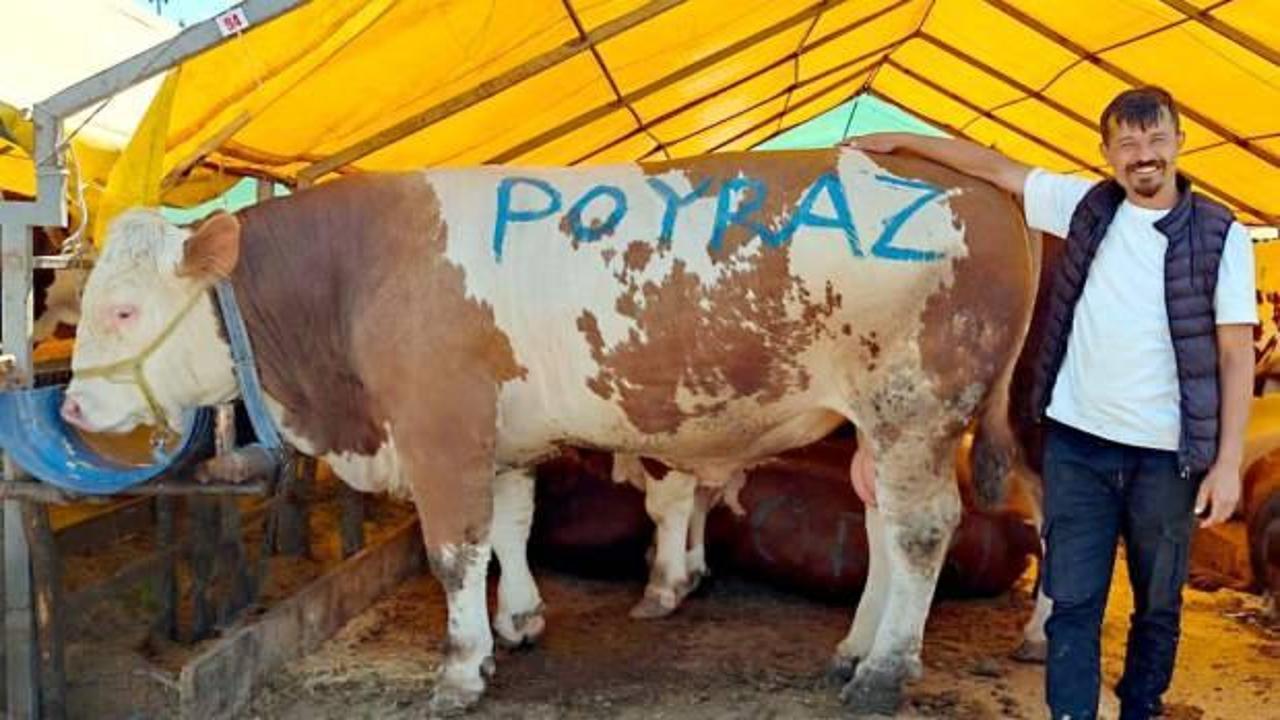 Pazarın gözdesi 'Poyraz' ilk günden satıldı
