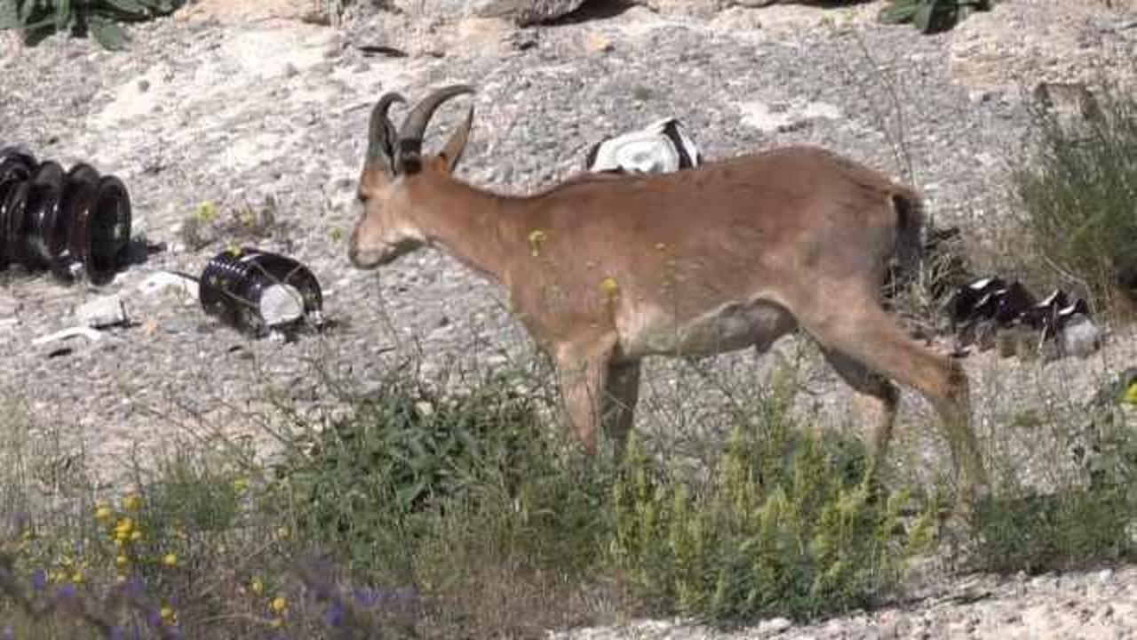 Erzincan'da şantiye alanında yaban keçisi görüntülendi