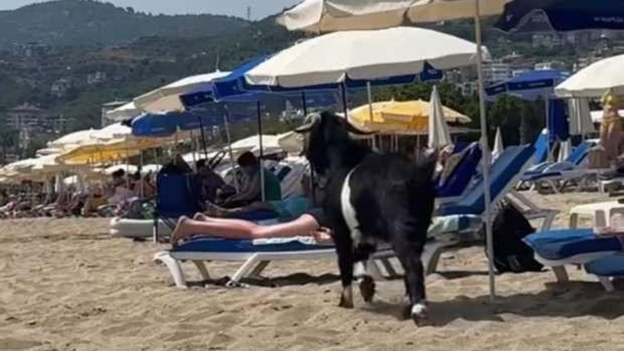 Antalya'da kaçan kurbanlık keçi, plajda görüntülendi