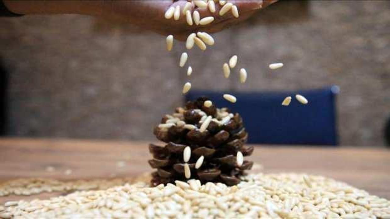 Aydın &ccedil;am fıstığına AB'den coğrafi işaret tescili