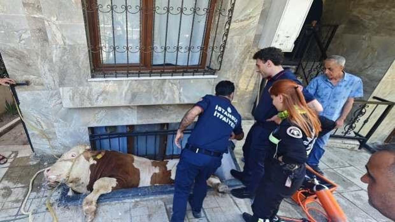 Bahçelievler'de kurbanlık boğa, bodrum kattaki dairenin pencere boşluğuna düştü