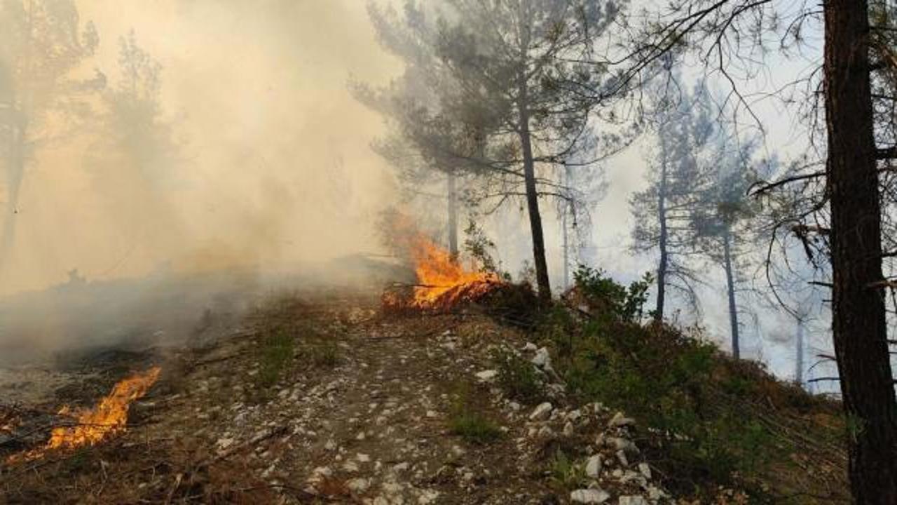 Balıkesir'de orman yangını
