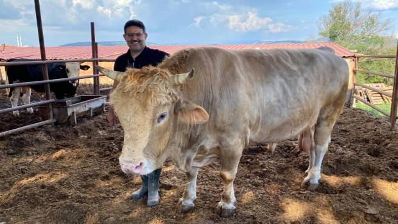 Çanakkale'de 1 ton 500 kiloluk 'Paşa' için dudak uçuklatan fiyat 