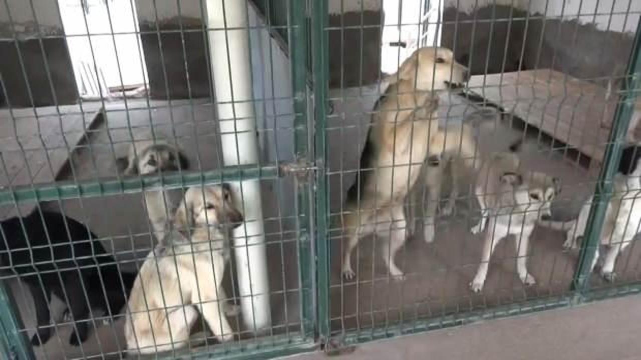 Korkutan tablo: Sahipsiz köpek sayısı açıklandı!