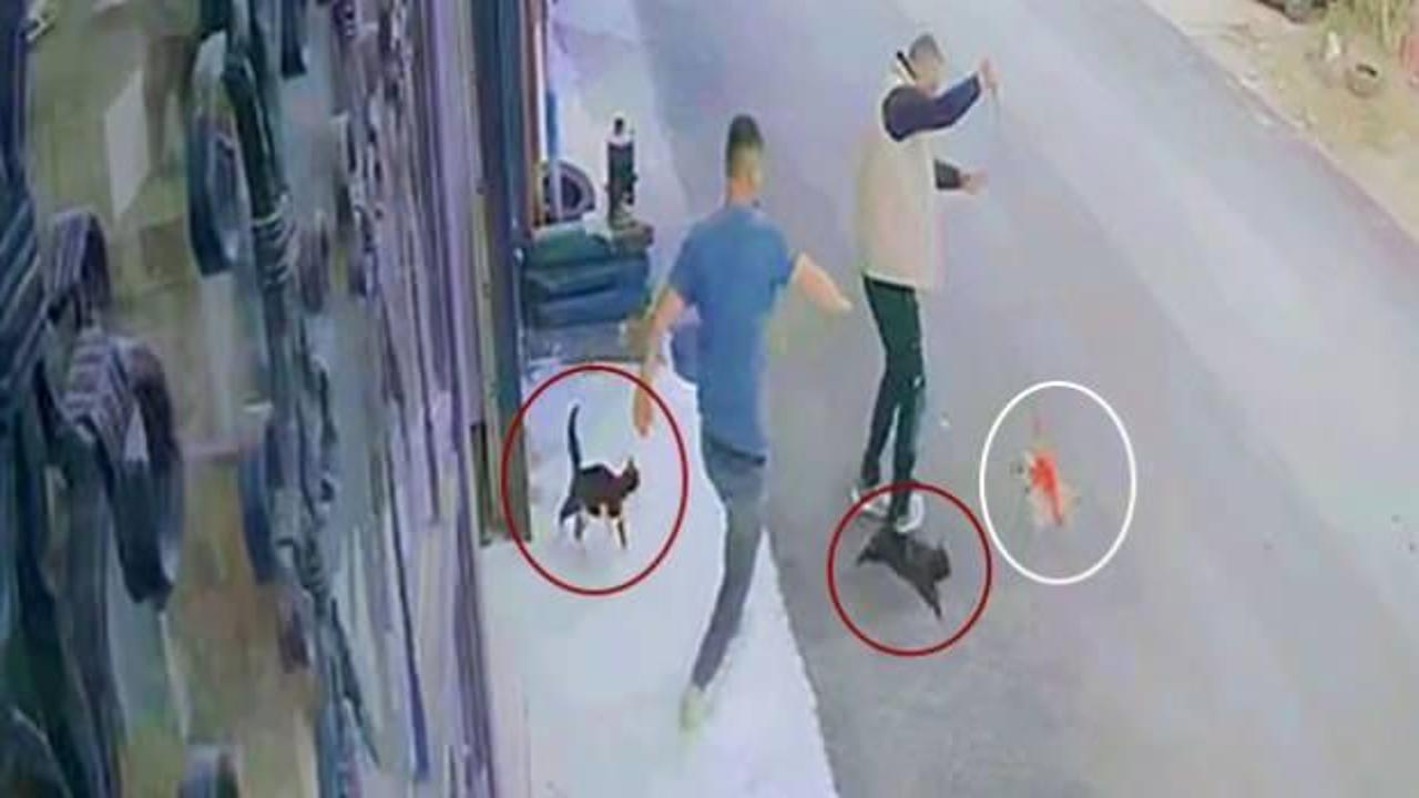 Ninja kedilerin köpeğe saldırdığı anlar kamerada