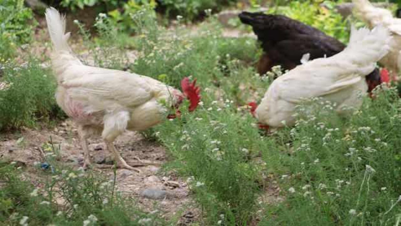 Ölümlü kabus devam ediyor: Bu tavuklar kene düşmanı