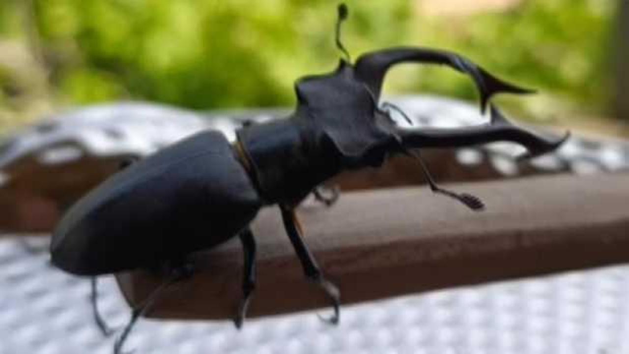 Parmak büyüklüğünde görüldü: Cezası 557 bin TL