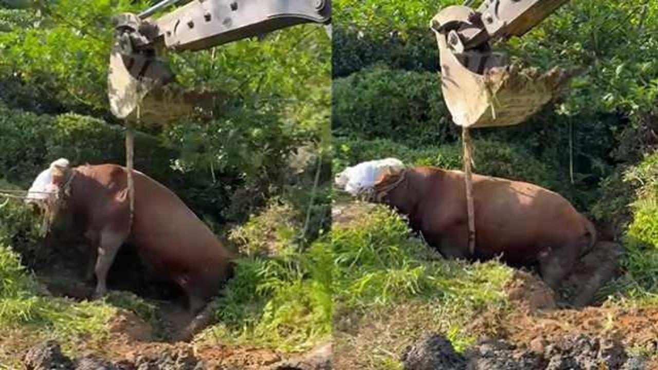 Rize’de çukura düşen boğa iş makinesi ile çıkarıldı