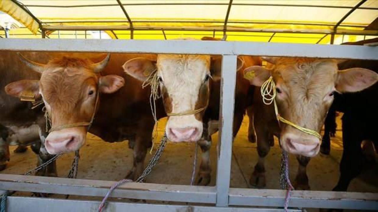 Son dakika... Satılamayan kurbanlıkları Et ve Süt Kurumu alacak