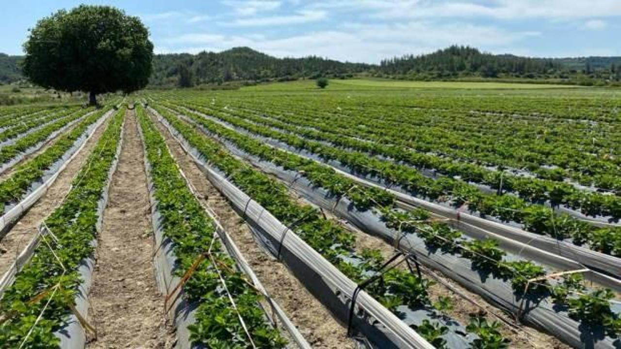Tarım ve kırsal kalkınma hibeleriyle 70,3 milyon euroluk yatırım