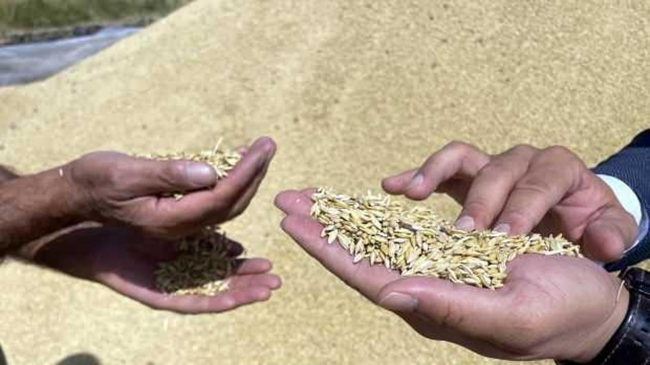 Türkiye'nin hububat ihracatı 5 ayda 5,2 milyar dolar oldu