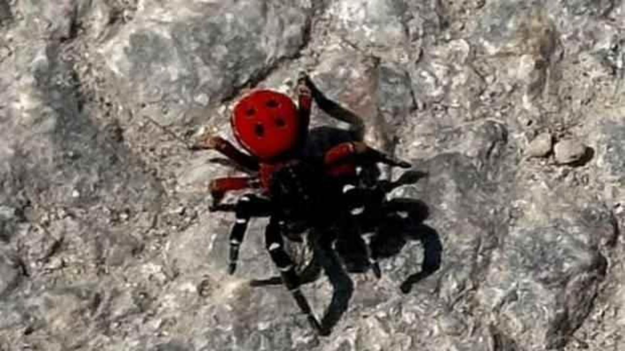 Uğur böceği görünümüne aldanmayın: Sanıldığı kadar masum değil!