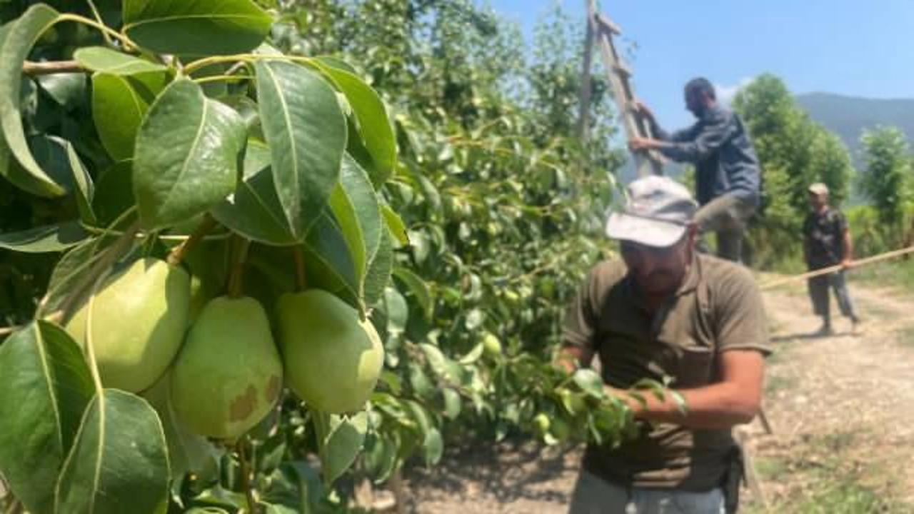 İlginç çözüm: Tonlarca meyveyi kopararak yere atıyorlar