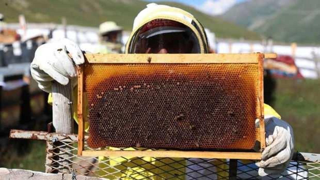 Anzer balı krizi: Sahte ballara yönelik hukuki mücadele başlatıldı