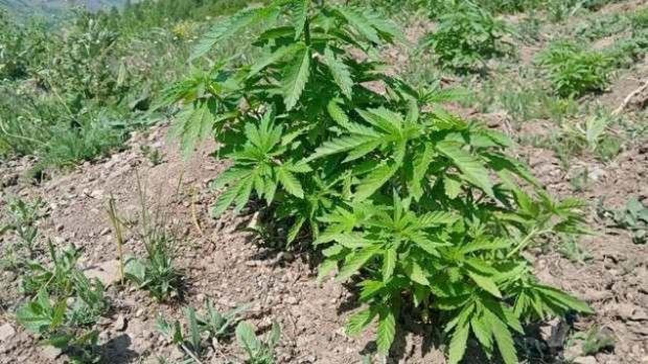 Bingöl'de kenevir ve kaçak tütün ele geçirildi