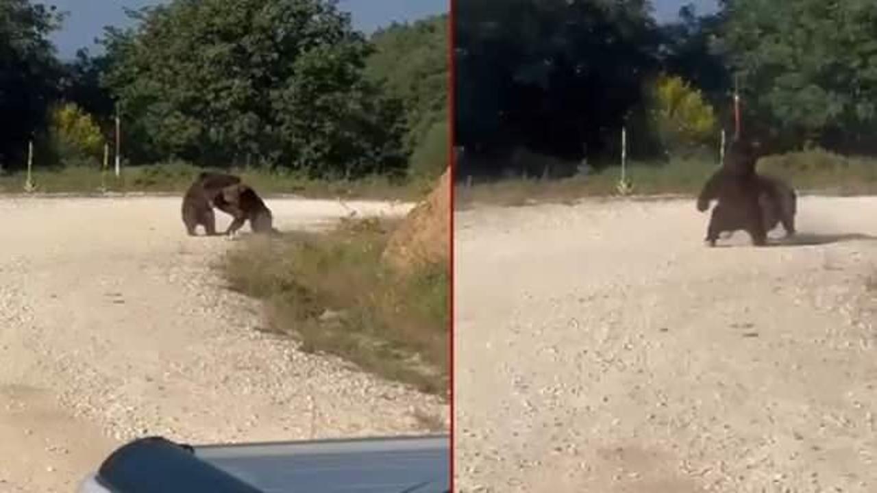 Bursa'da ayı kavgası: Uçurumdan yuvarlandılar! O anlar kamerada