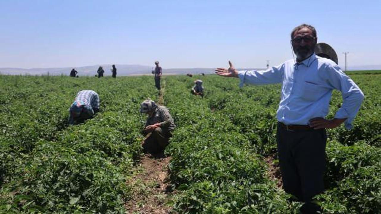 Hatay'da tarım iş&ccedil;ilerinin g&uuml;nl&uuml;k yevmiyesi belli oldu