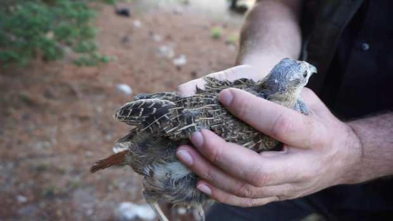 Keneyle mücadelede keklikler doğaya salınıyor