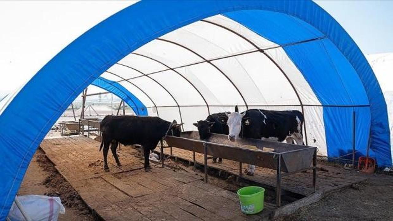 Kurbanlık satışları sona erdi, çadırlar toplandı