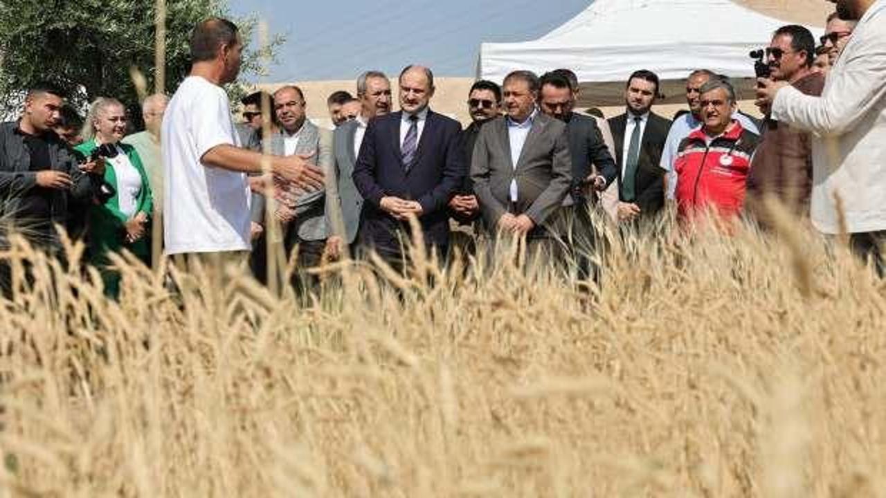 Şanlıurfa'da Uluslararası Buğday Hasadı Festivali başladı