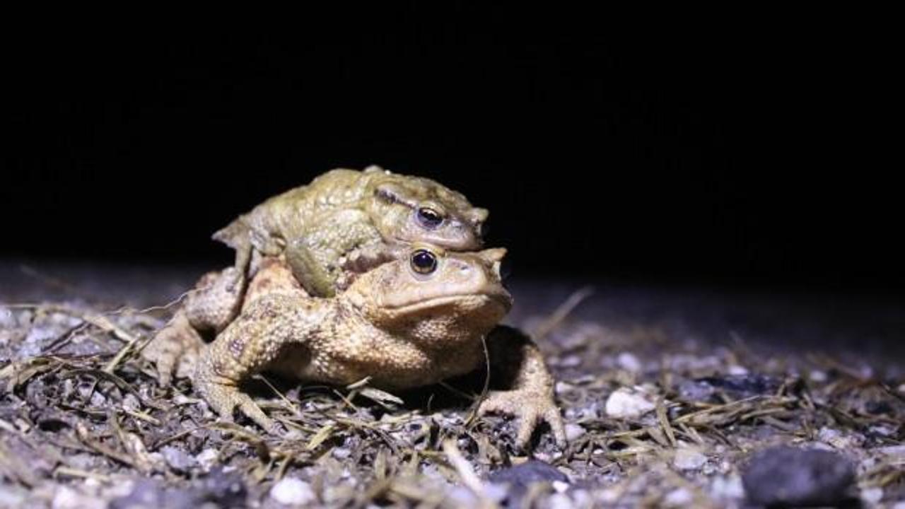Avrupa'nın vazgeçilmezi oldu: Bacağı 43 dolar kendisi...