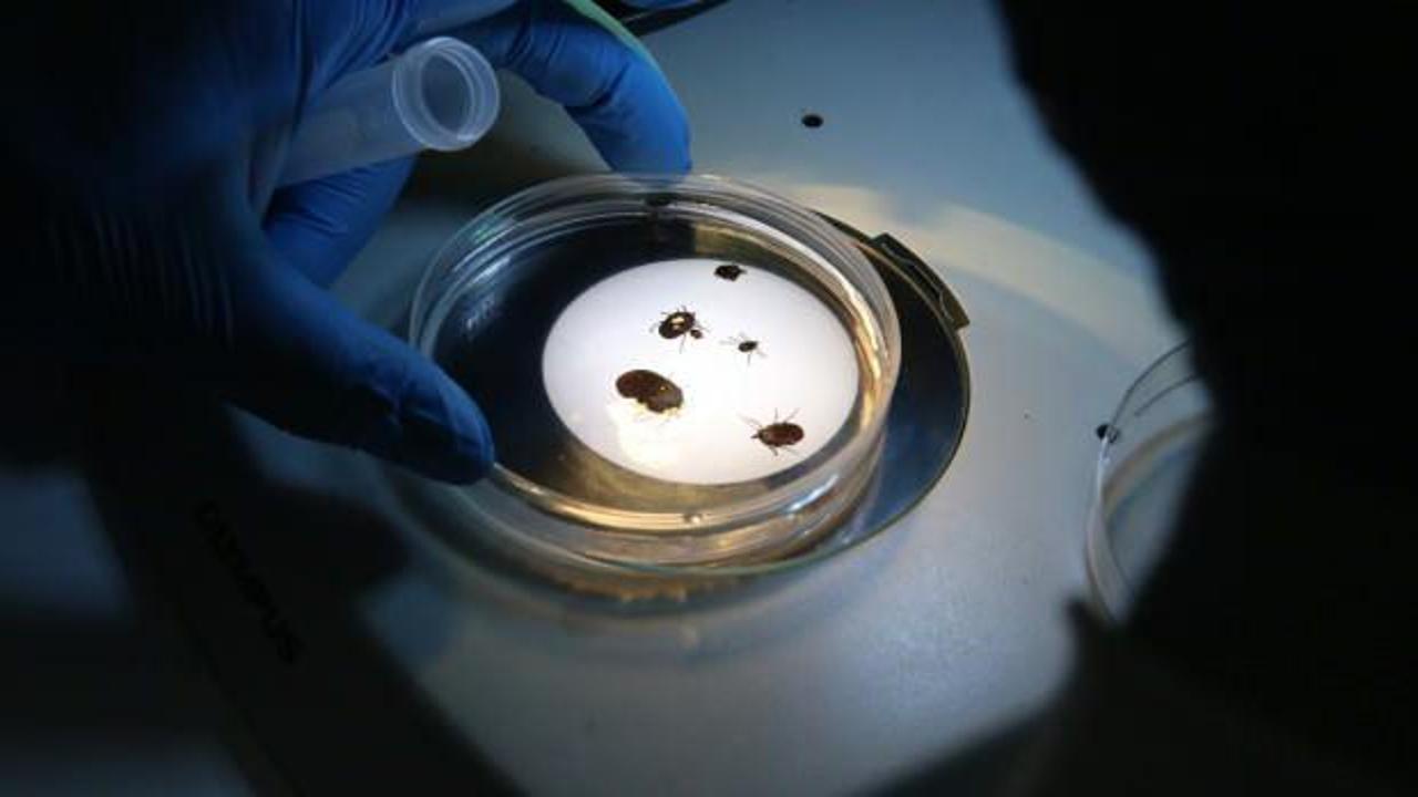 Türkiye'de yeni kene türü keşfedildi! 30'dan fazla hastalık taşıyor