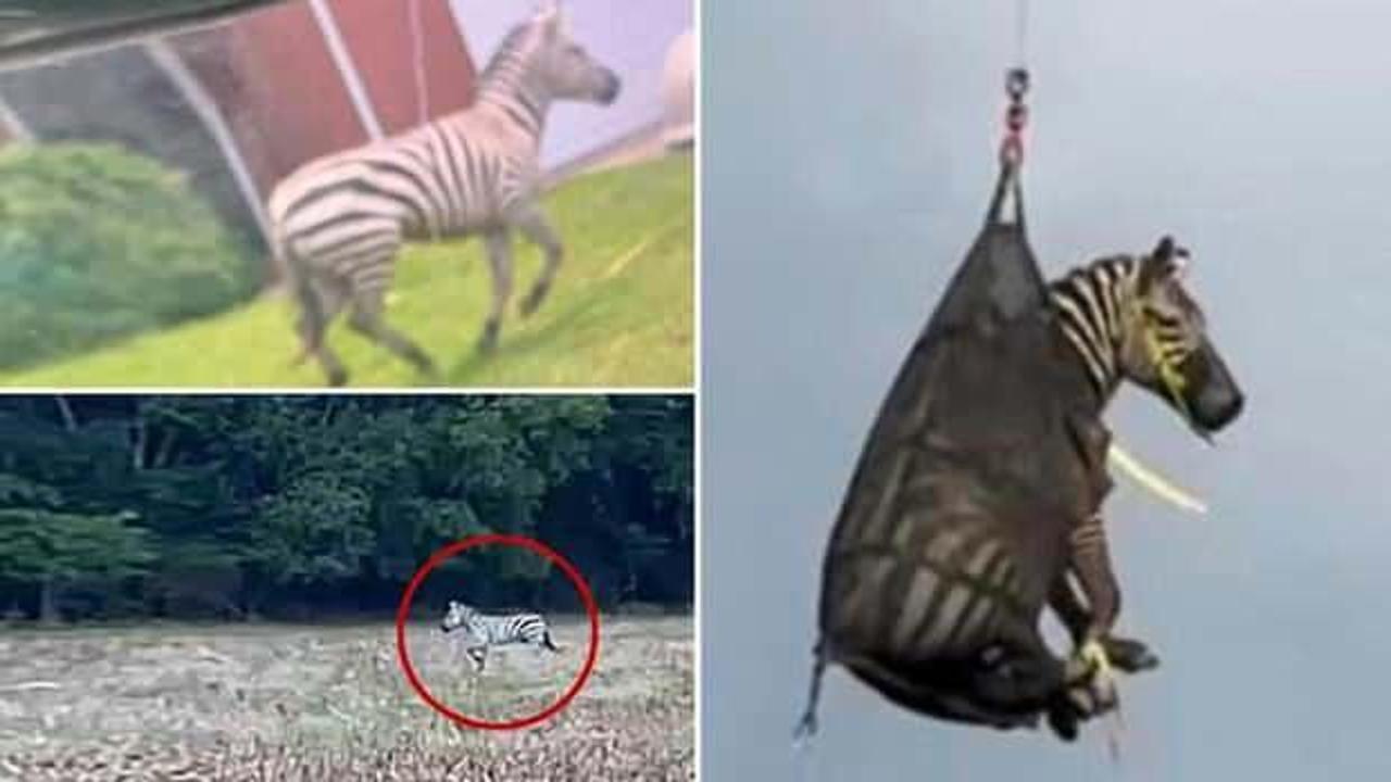 Günlerdir kaçan zebra sonunda yakalandı