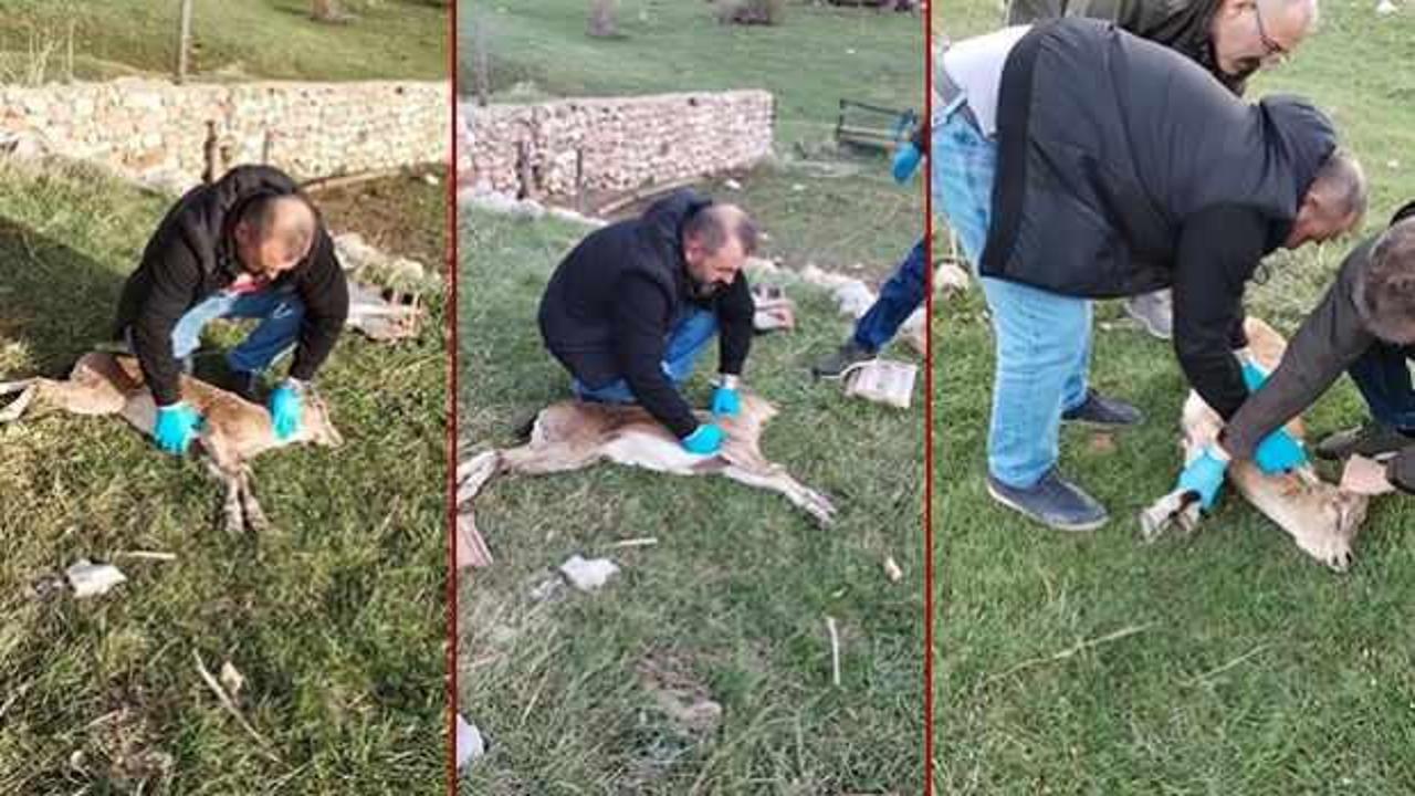 Yaban keçisi kalp masajıyla hayata döndürüldü