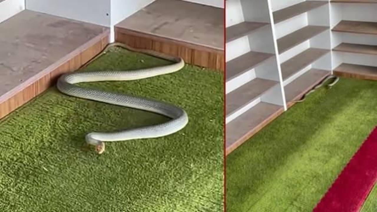 Yer: Kastamonu! İmamı, zehirli misafir karşıladı