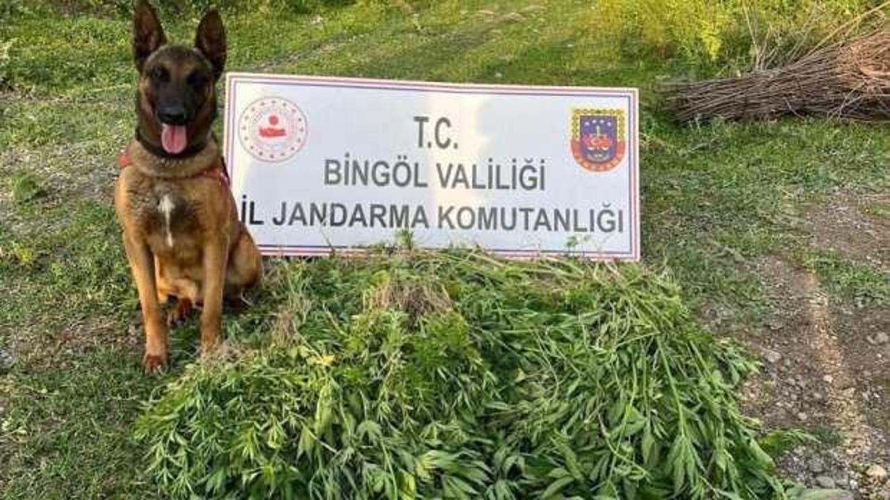 Bingöl'de 4 günde 14 bin 933 kök kenevir ele geçirildi