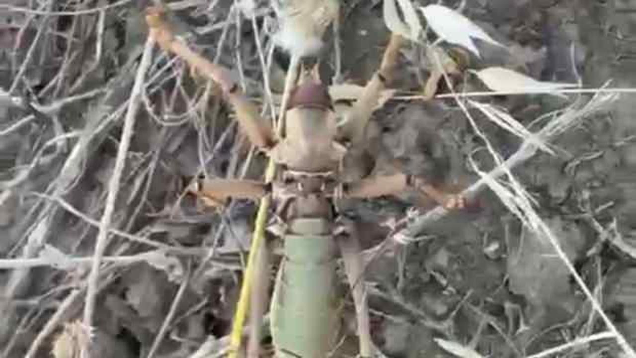 Boyu 20 santim! Et yiyen dev çekirge görenleri şaşkına çevirdi