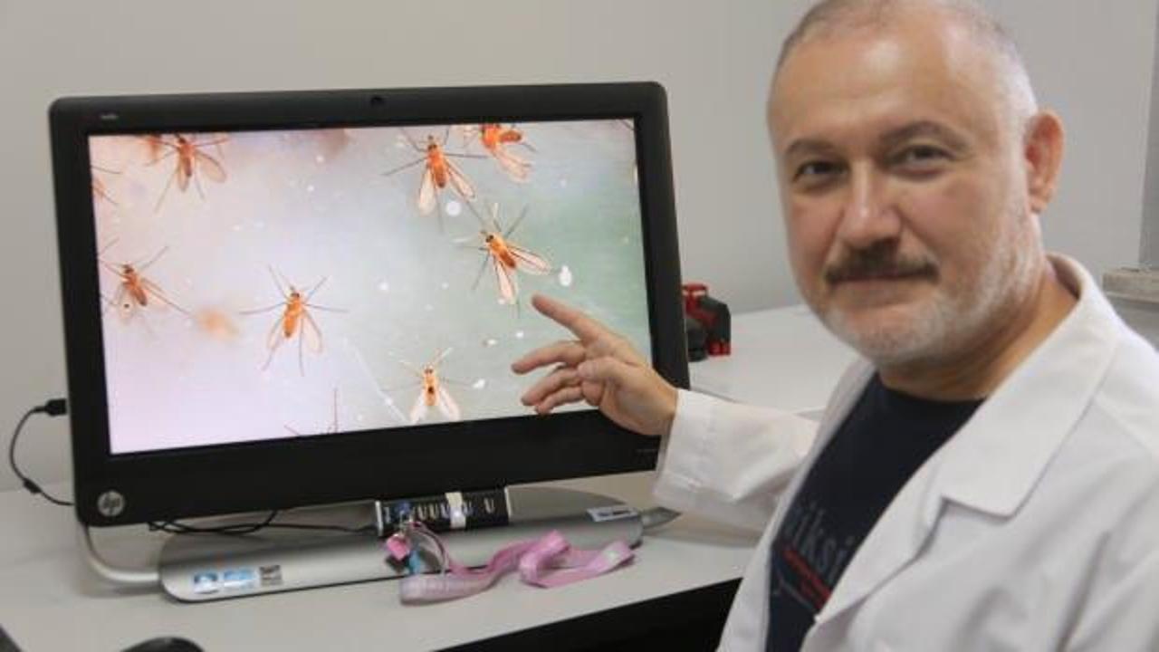 Bu sineğe dikkat! Uzmanlar uyardı: 'Ölüme kadar götürüyor'