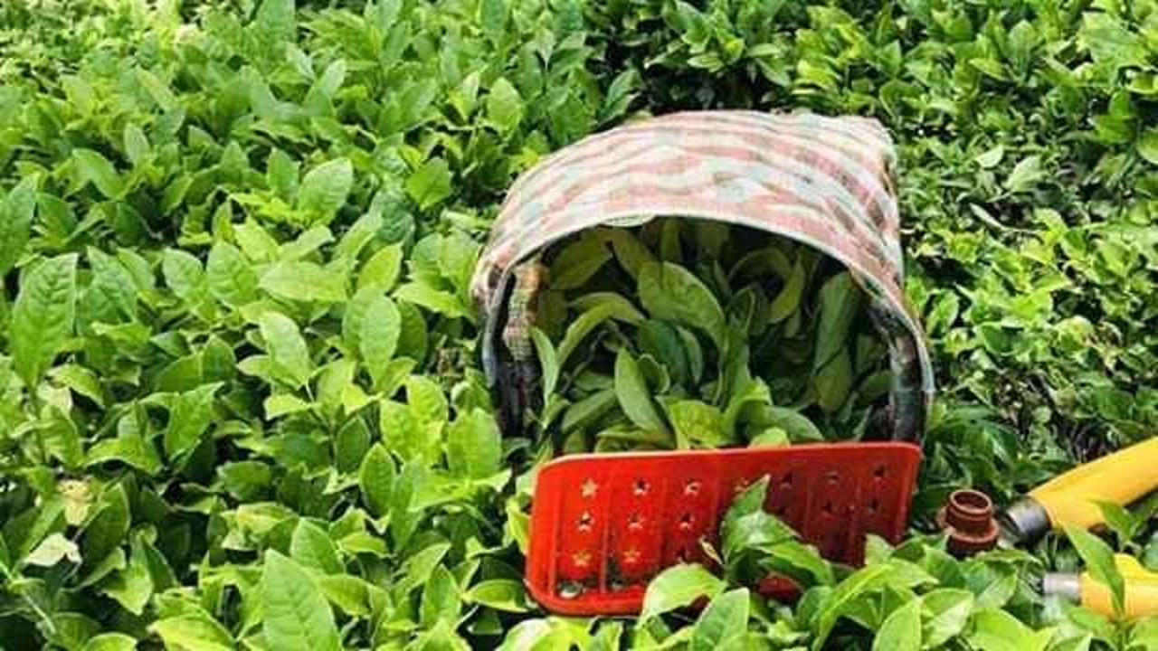 ÇAYKUR ihracatı artırmayı hedefliyor
