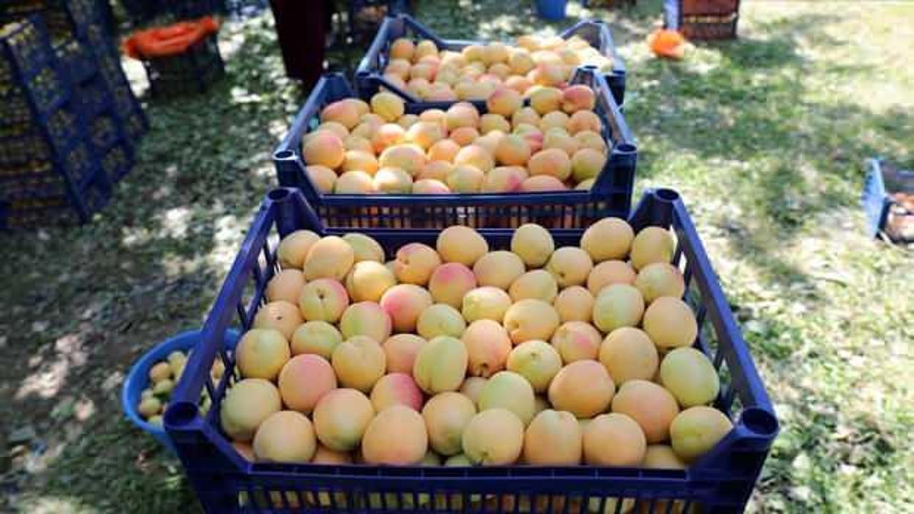 Hasadına başlanan Iğdır kayısısı Avrupa, Rusya, G&uuml;rcistan ve Azerbaycan'a ihra&ccedil; ediliyor