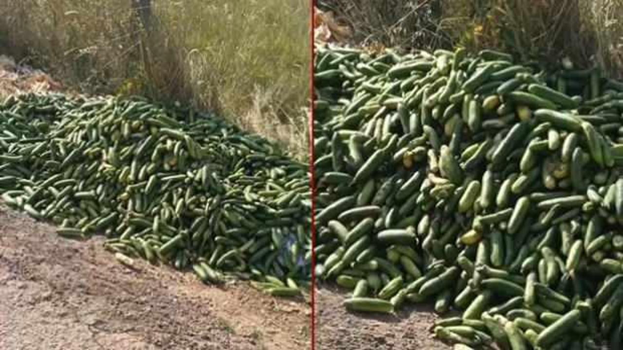 Kocaeli'de tepki çeken görüntü: Kilolarca salatalığı yol kenarına attılar