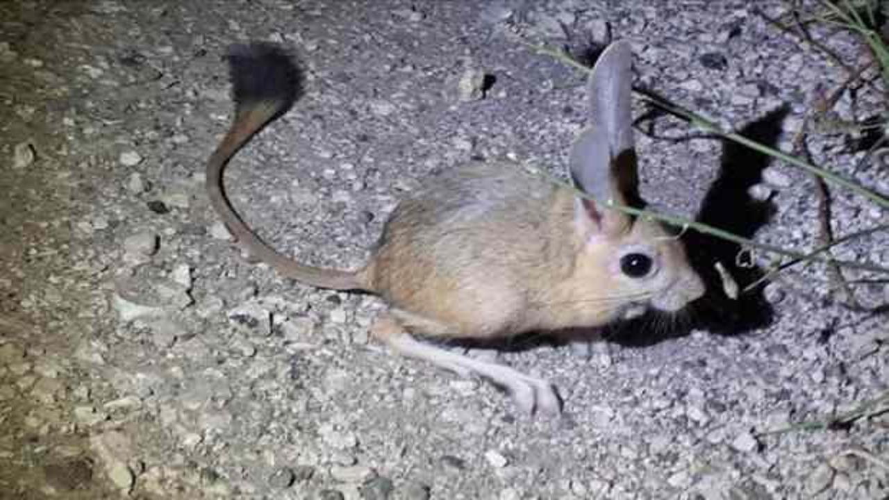 Elazığ'da görüntülendi: Kuyruğu vücudundan daha uzun