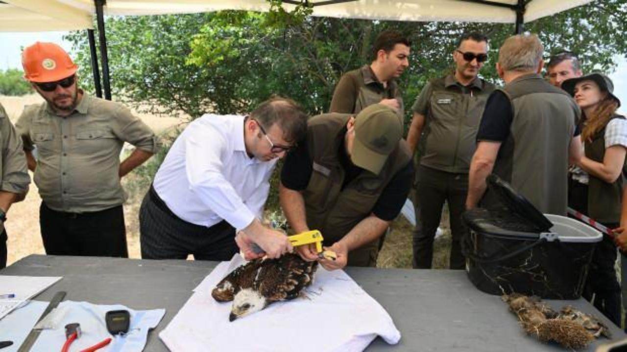 Trakya'da kuşlar halkalanıyor! Seferberlik başladı 