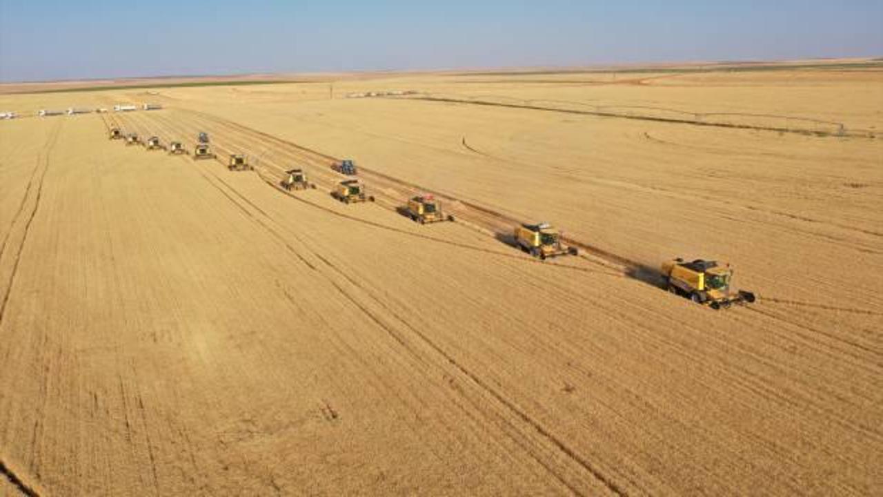 Türkiye'nin "dev işletmesi"nde buğday hasadı 184 biçerdöverle yapılıyor