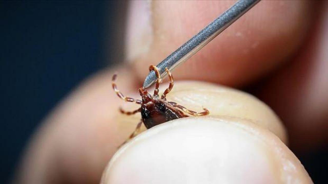 Uzman isimden kene uyarısı: Dikkat çeken 'göçmen kuş' açıklaması 