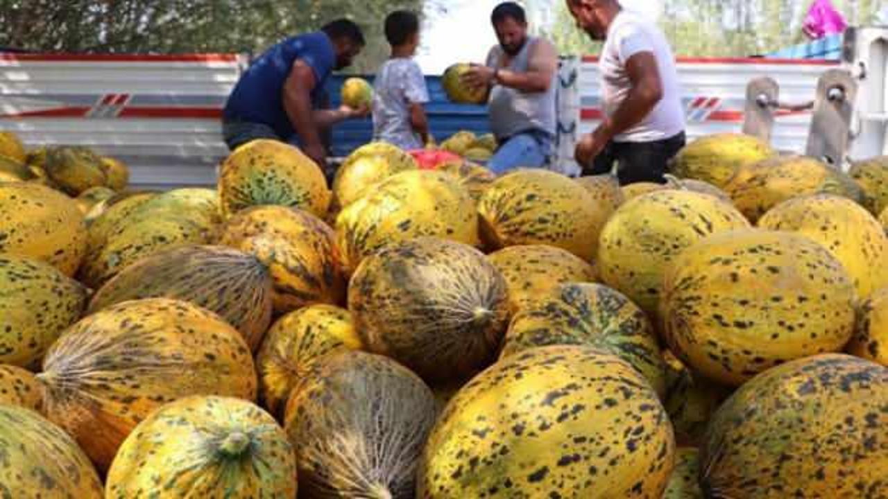 Bal gibi kavun seçmenin sırrı: İşte o işaretler!