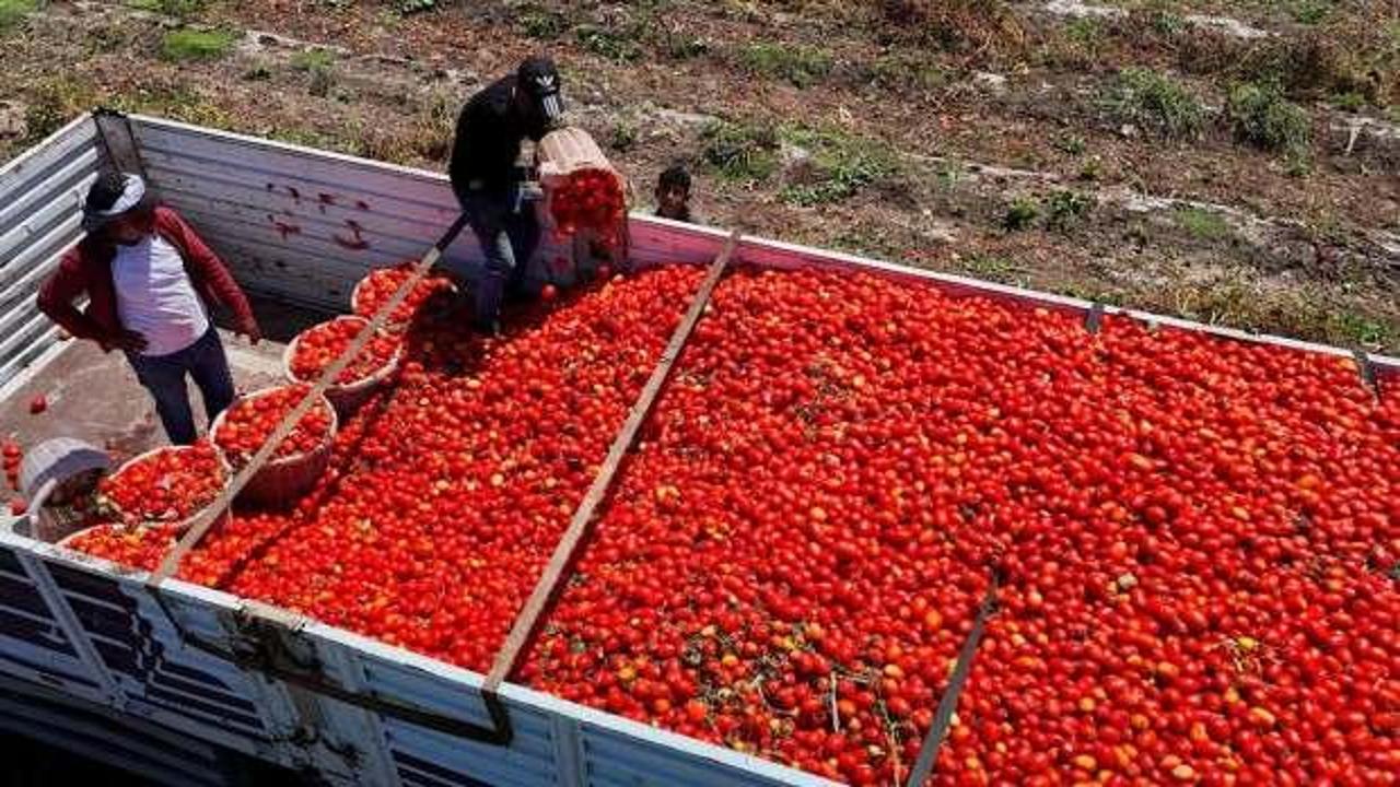 Türkiye'den domates ihracatı yapılıyor, kasalarda domatesler görünüyor.