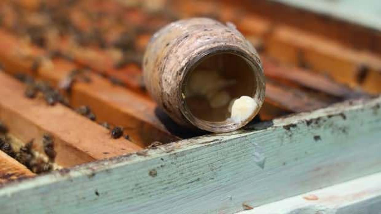 D&uuml;nyanın en pahalı besini Sivas'ta &uuml;retiliyor: Kilosu 45 bin TL! Faydası say say bitmiyor