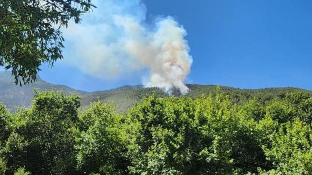 Hatay’da orman yangını