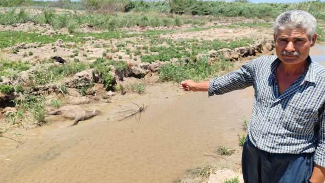 Hatay'da korkunç iddia: Bu dereden su içen hayvanlar bir bir ölüyor 