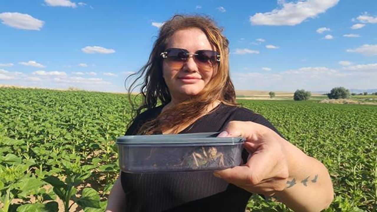 Kırşehir'de ilk kez görüldü: Yamyam tombul çekirgeyi gören şoke oldu