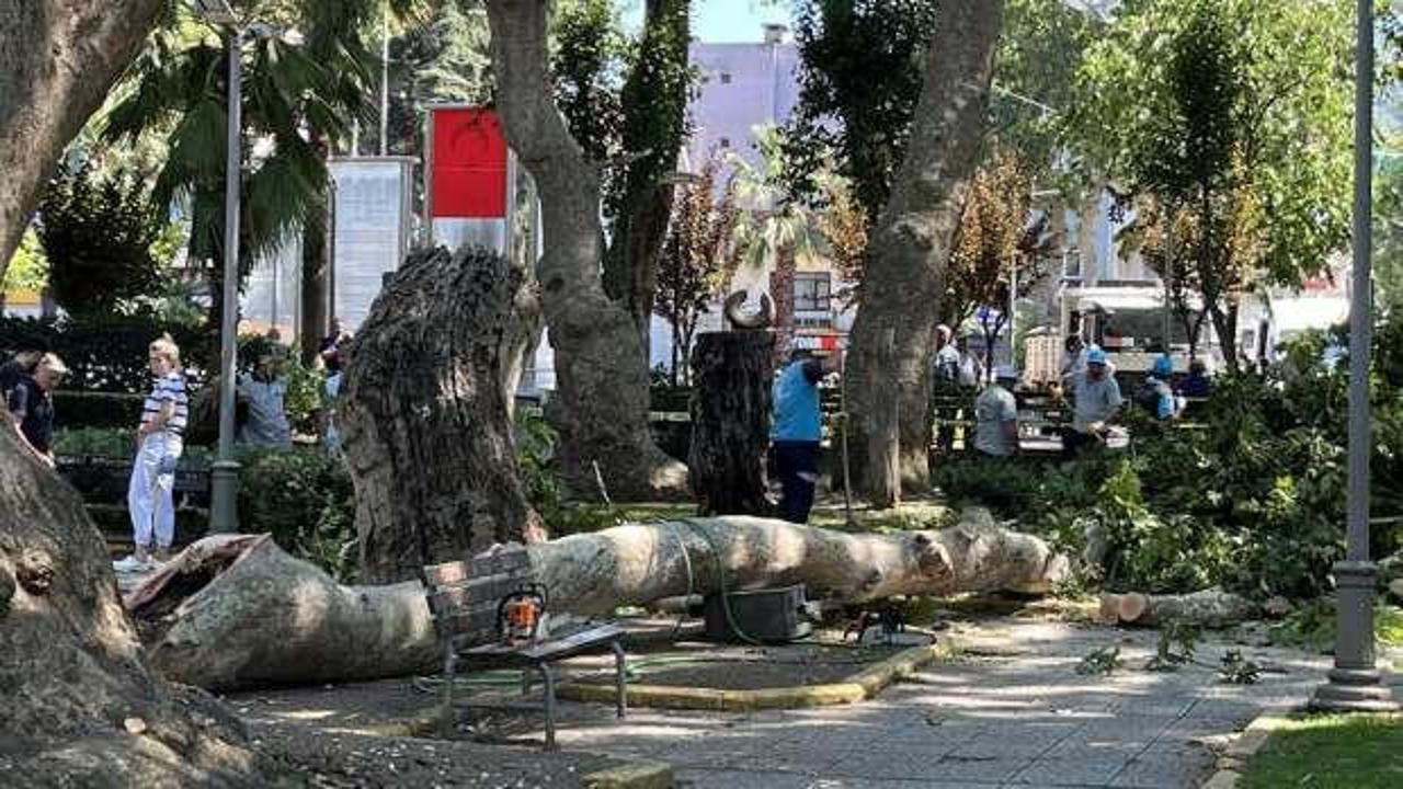 Ağaçtan kopan dal üzerlerine düştü: 1 ölü, 2 yaralı