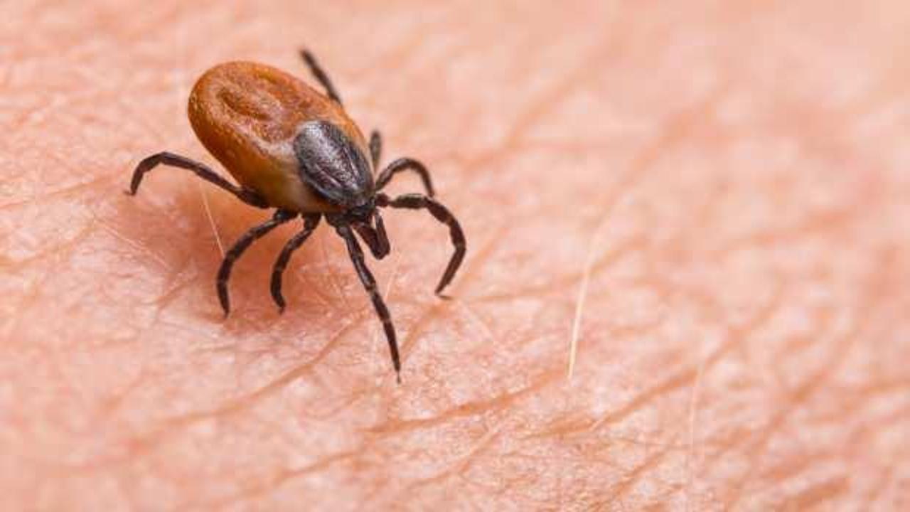 Gittiğiniz piknik hayatınıza mal olabilir!