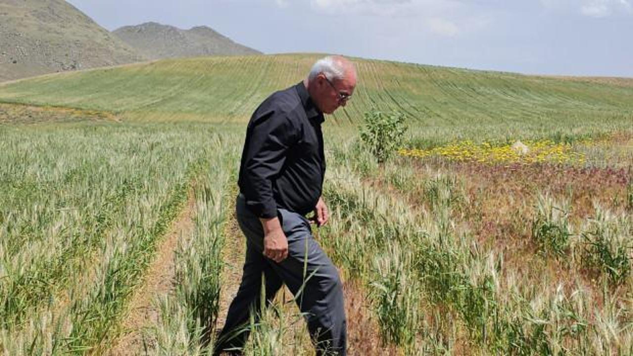 Çiftçi şoke eden hadise: 15 gün içinde tüm emeği yok oldu