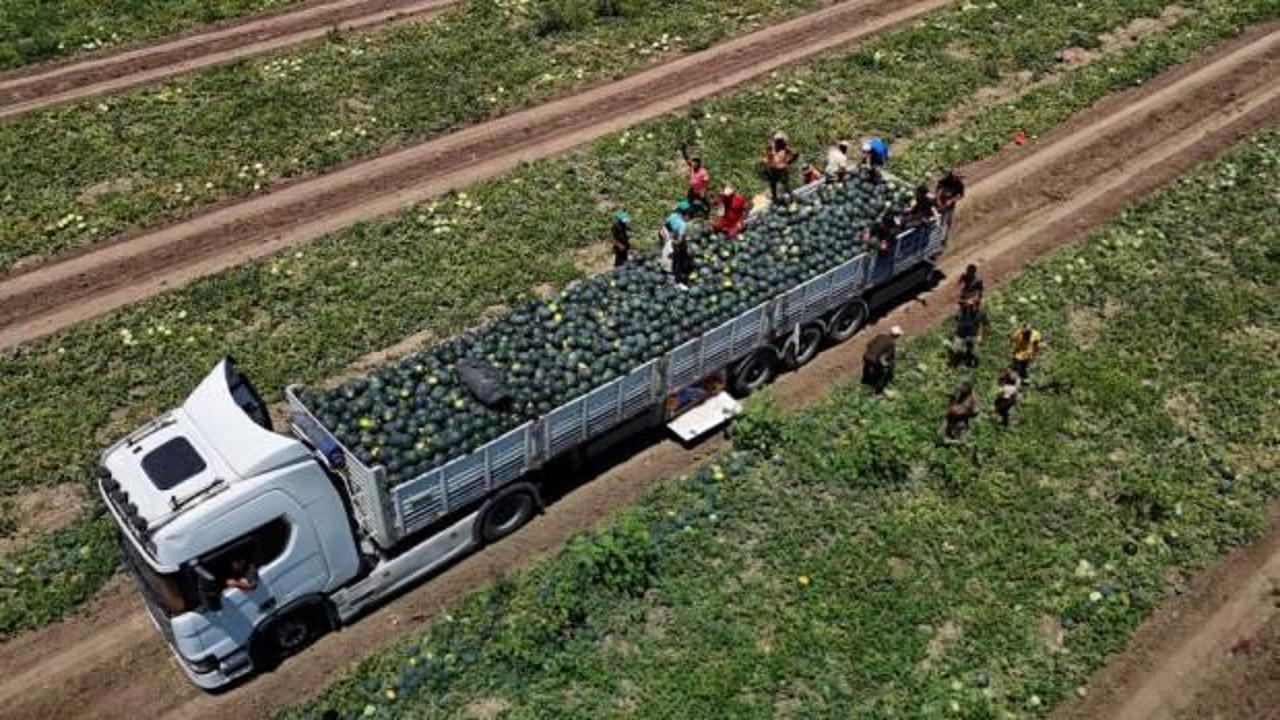 Karpuzun kilosu tarlada 2,5 liraya düştü!