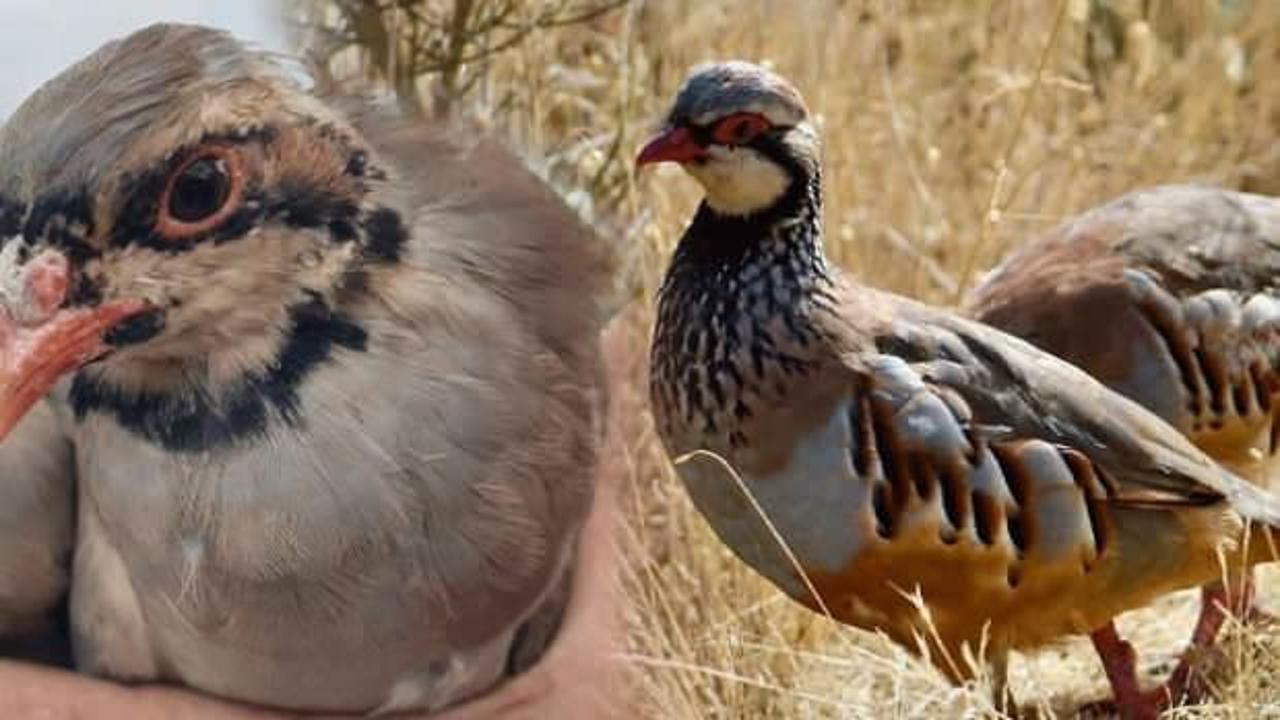 Keklikler doğaya neden salındı? Keklik kene yer mi?